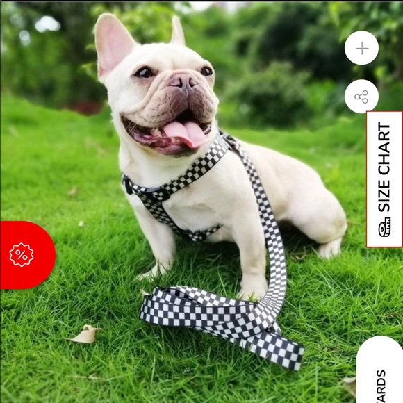 supreme dog collar amazon